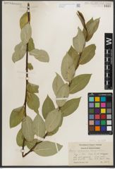 Foto von Salix serissima (L. H. Bailey) Fern.
